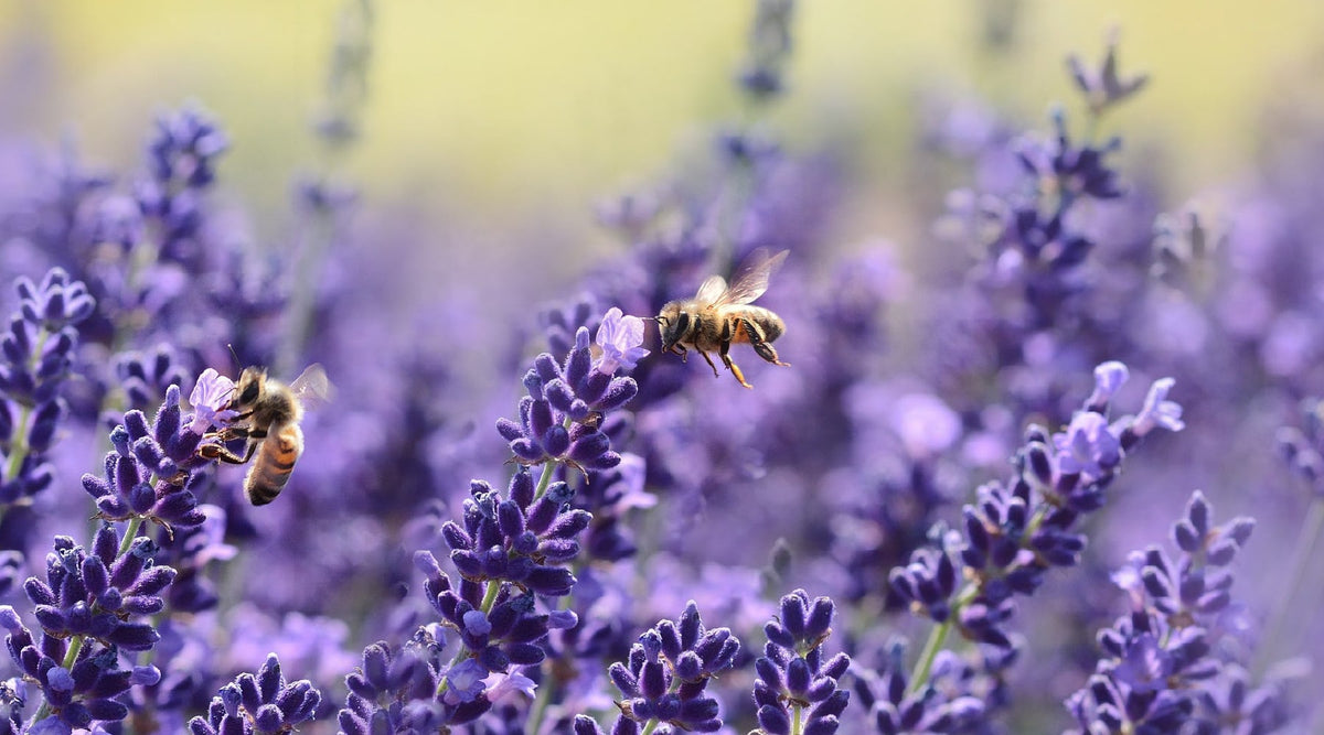 Save the Bees by planting these 8 Flowers in Your Pollinator Garden