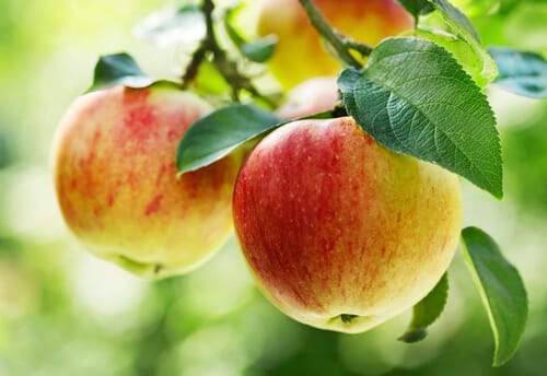 Apples—from Potent Medicine to Mild-Mannered Clones