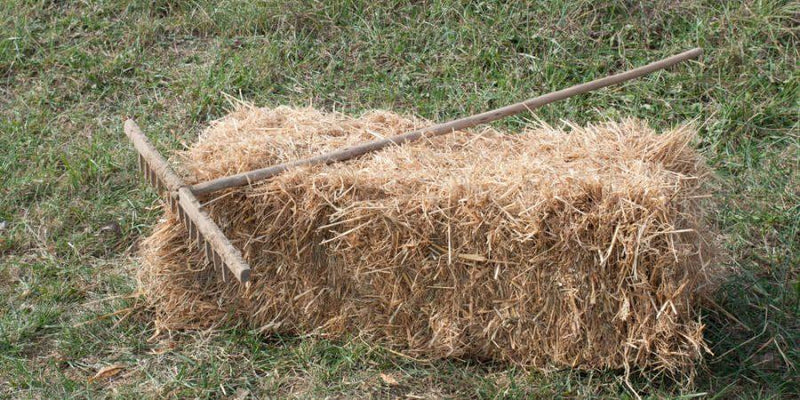 Straw bales are surprisingly good insulators for plants in wintertime