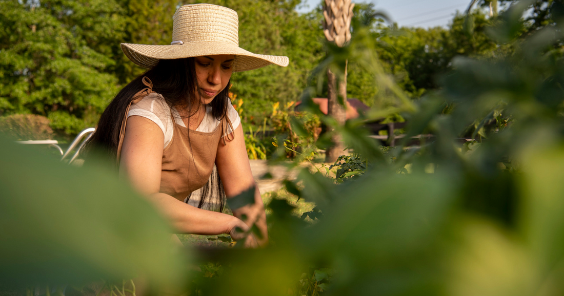 Sweet Potato Slips: How To Grow Delicious Sweet Potatoes From Vine Cuttings