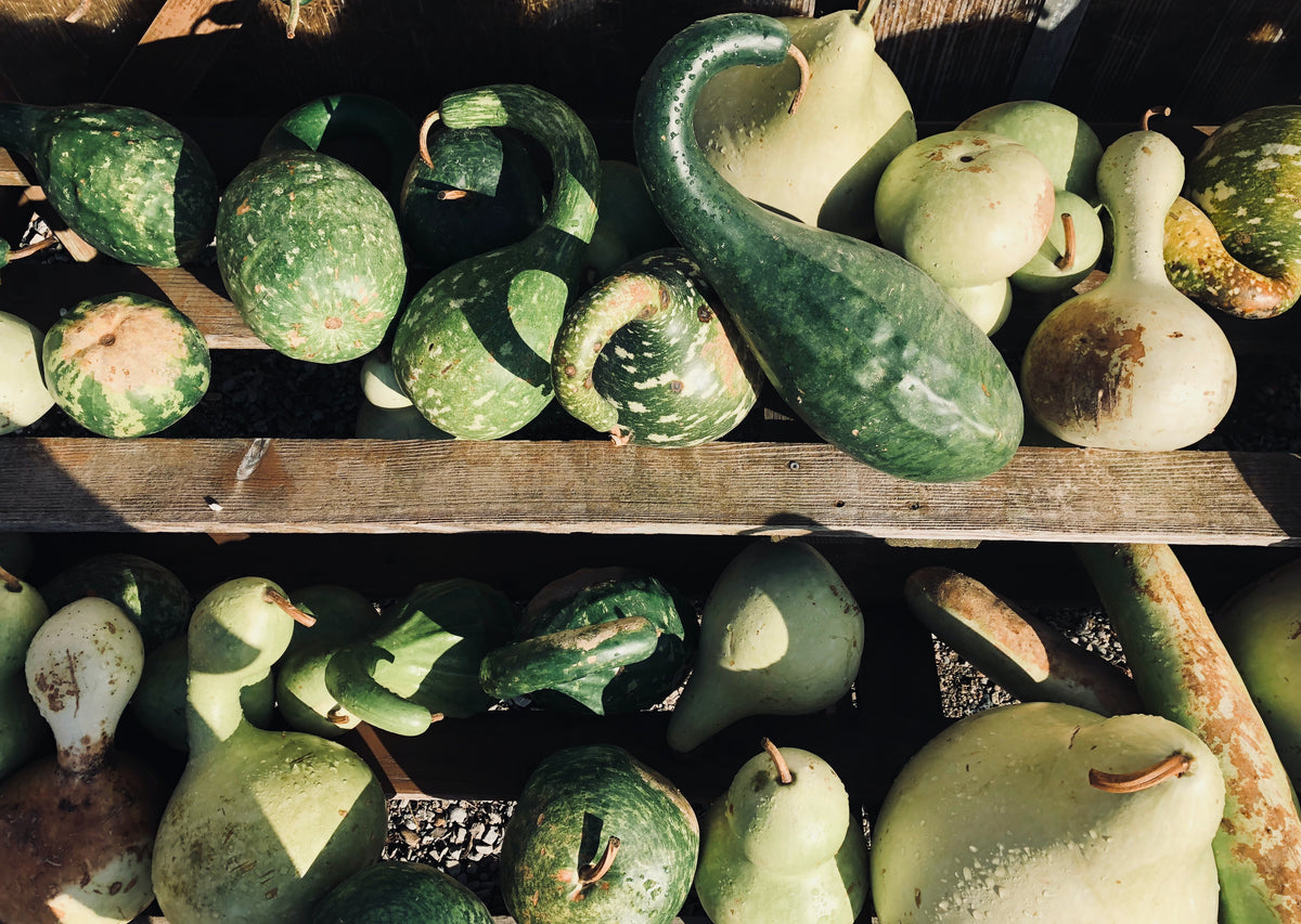When Should I Pick Squash? (When to Harvest Summer and Winter Squash for the Best Flavor)