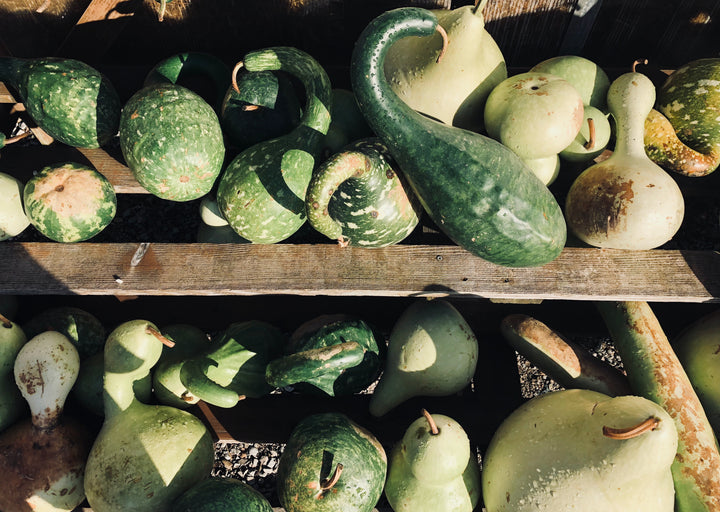 When Should I Pick Squash? (When to Harvest Summer and Winter Squash for the Best Flavor)