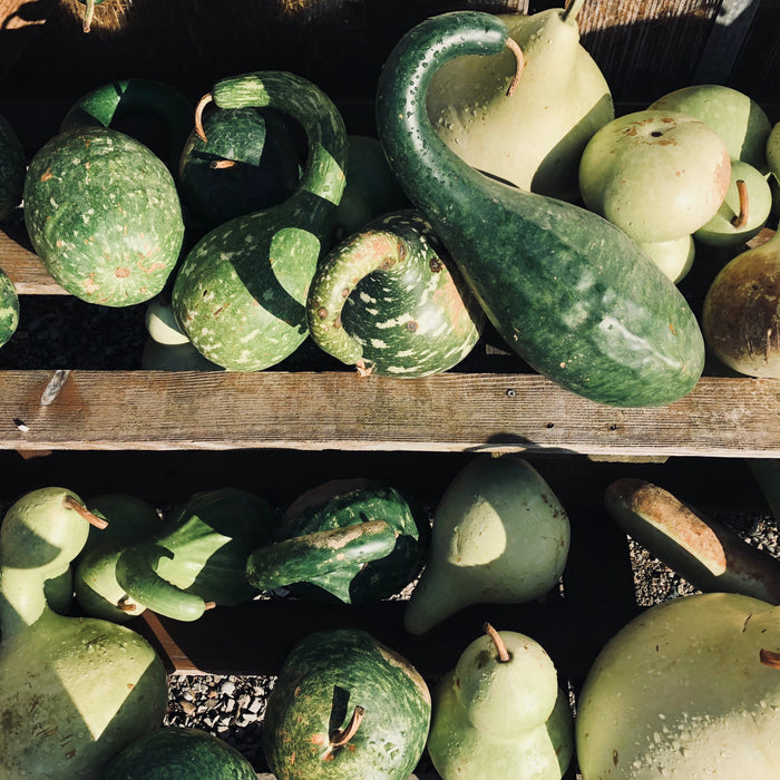 When Should I Pick Squash? (When to Harvest Summer and Winter Squash for the Best Flavor)