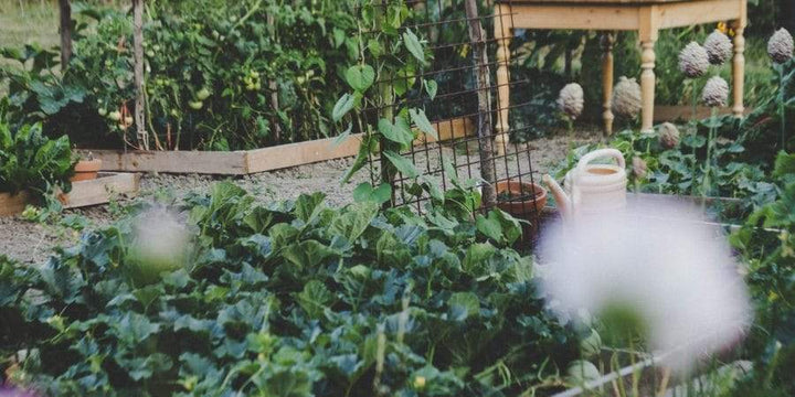 Author Brie Arthur Is Leading The National Suburban Foodscape Movement
