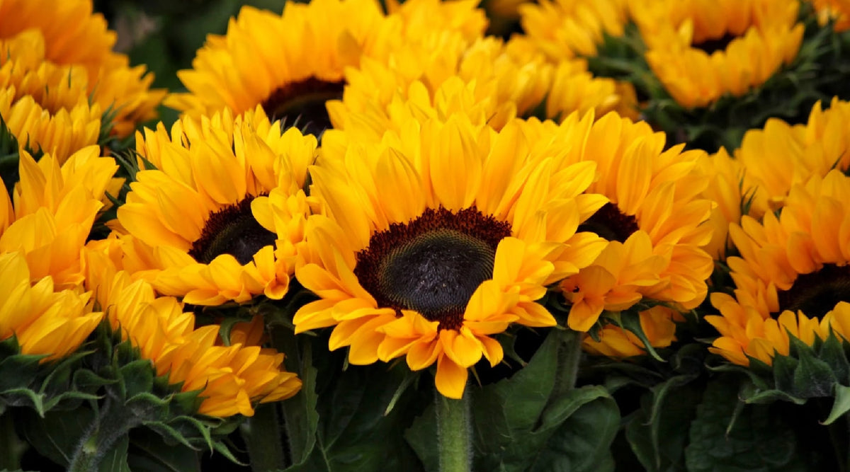Sunflower Crafts (3 Easy, Artistic Ways To Use Everyone’s Favorite Flower)