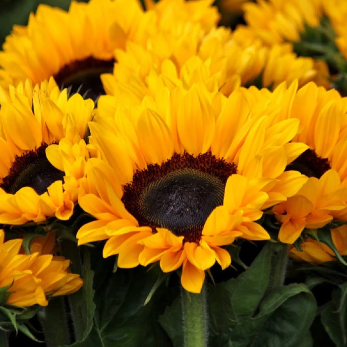 Sunflower Crafts (3 Easy, Artistic Ways To Use Everyone’s Favorite Flower)