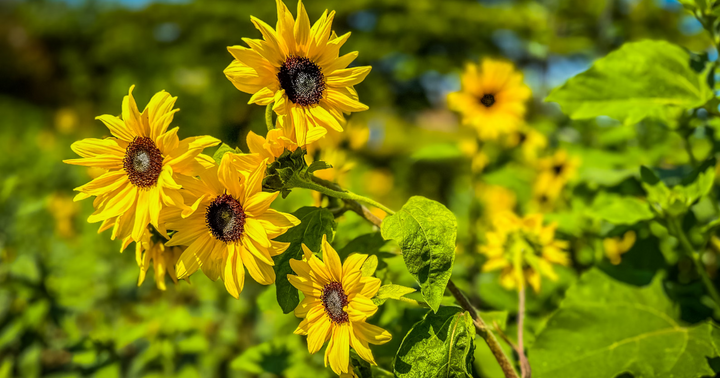Growing Super Sunflowers