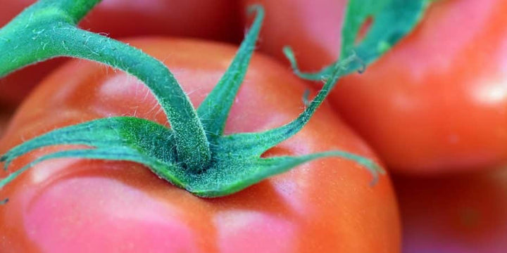 Goliath Giant Early Bush Hybrid  Headlines 2018 New Tomato Offerings