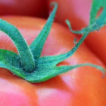 Goliath Giant Early Bush Hybrid  Headlines 2018 New Tomato Offerings