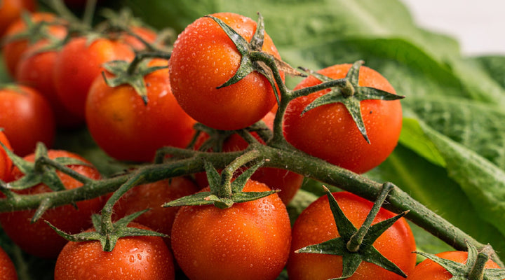 Tomato Seed Buying 101