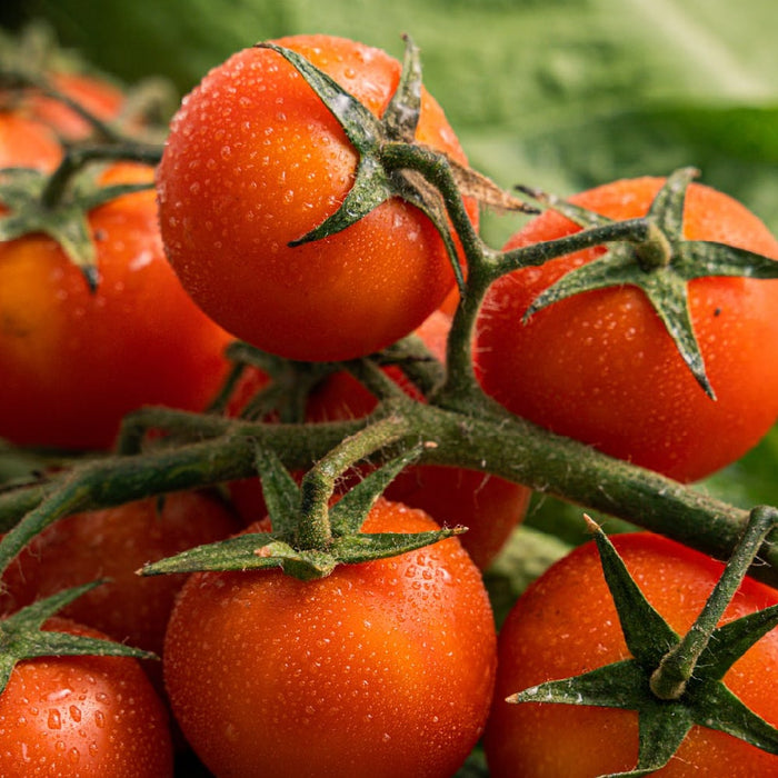 Tomato Seed Buying 101