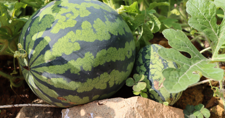 How To Grow The Sweetest Watermelon From Seed (3 Delicious Varieties)