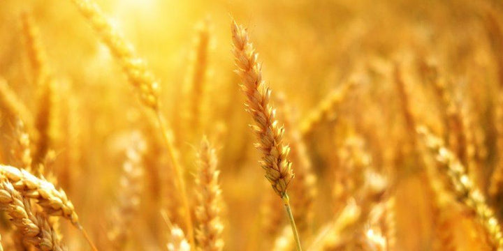 Why We All Need To Support Sustainable Agriculture: “It’s A Matter Of People”