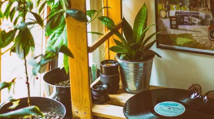 5 Windowsill Gardening Hacks (Plus 6 Perfect Plants For Your Indoor Garden)