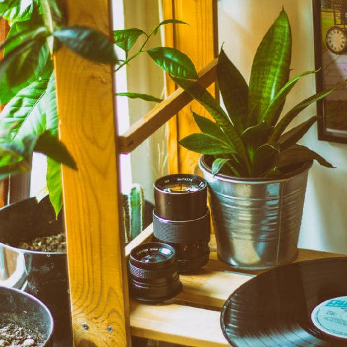5 Windowsill Gardening Hacks (Plus 6 Perfect Plants For Your Indoor Garden)