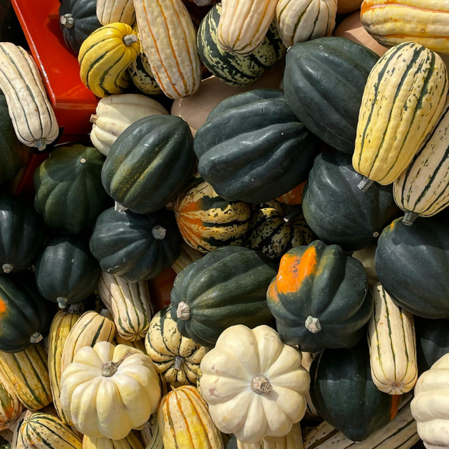 How To Grow Wonderful Winter Squash