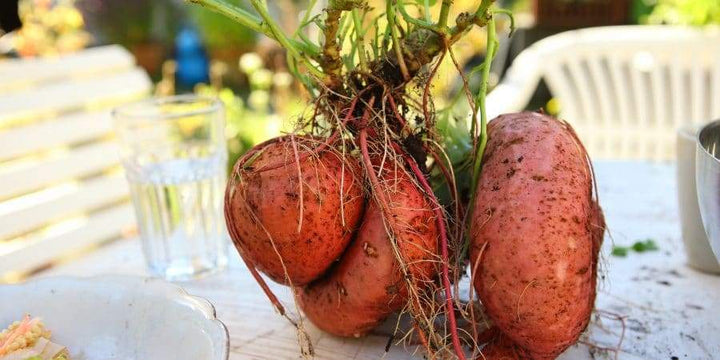 Early Orders Boost Success; Now Grow Sweet Potatoes Almost Anywhere!