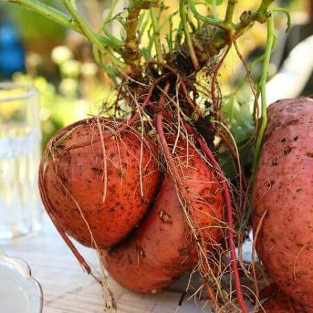 Much Healthier Sweet Potatoes Aiming To Take Over Market