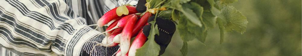 Radishes