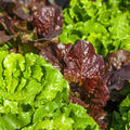 Lettuce & Greens