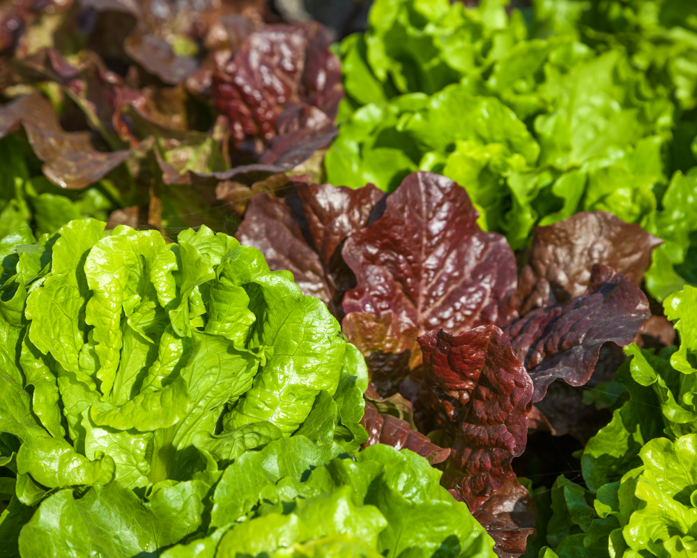 Lettuce & Greens