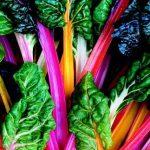 Swiss Chard