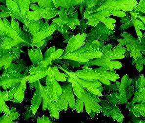 Parsley