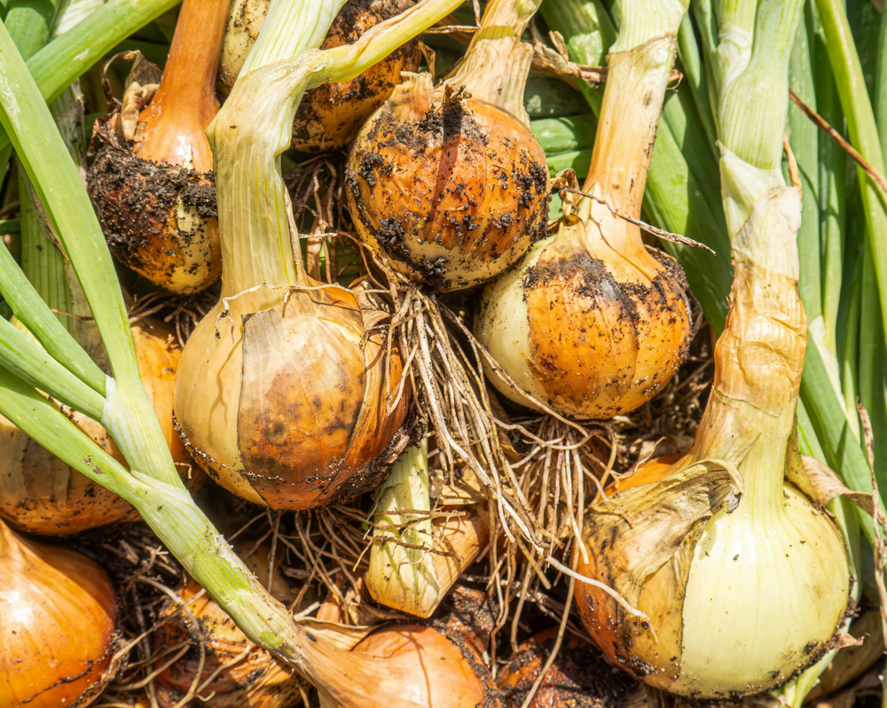 Onions