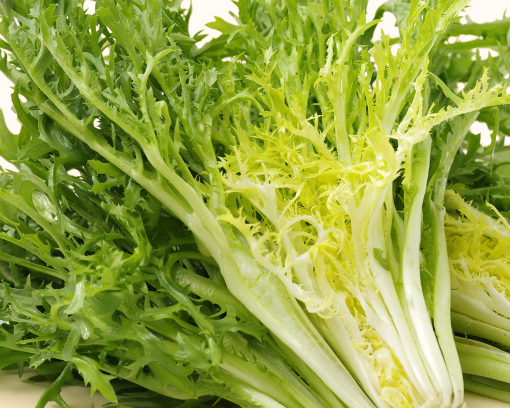 Endive