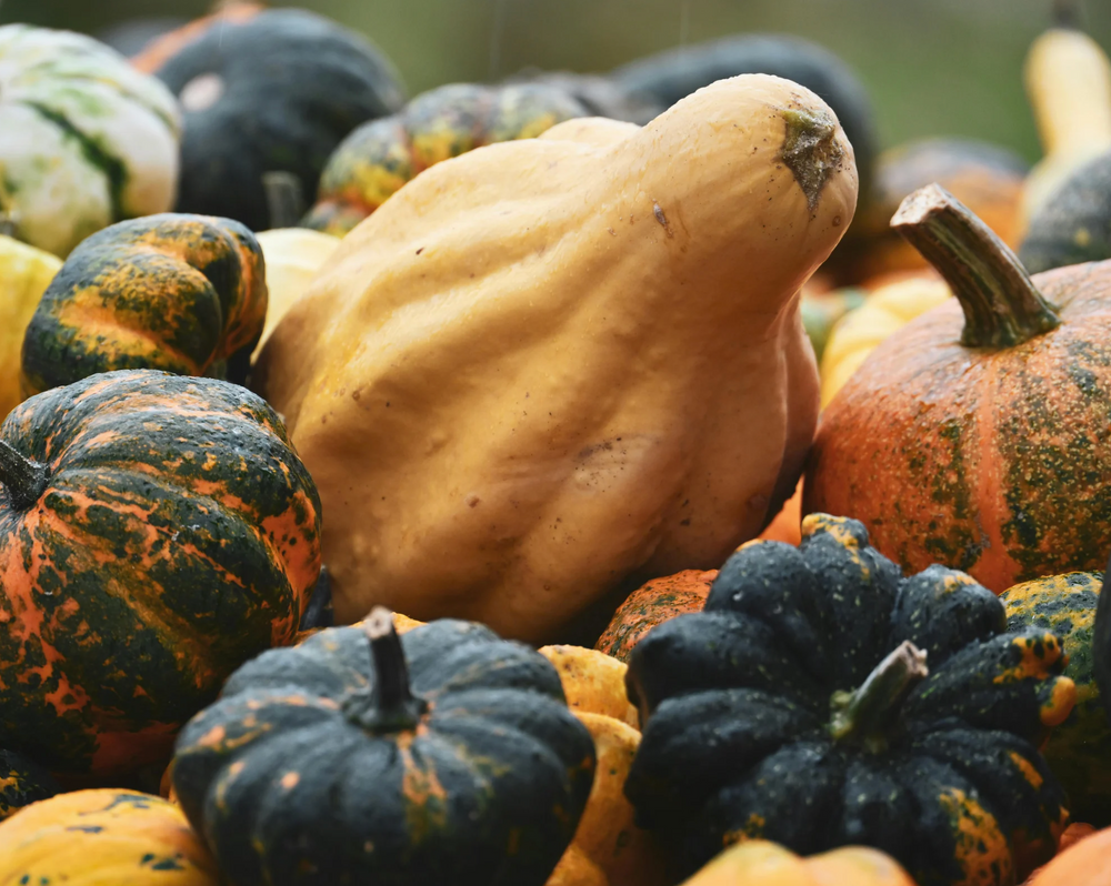 Gourds