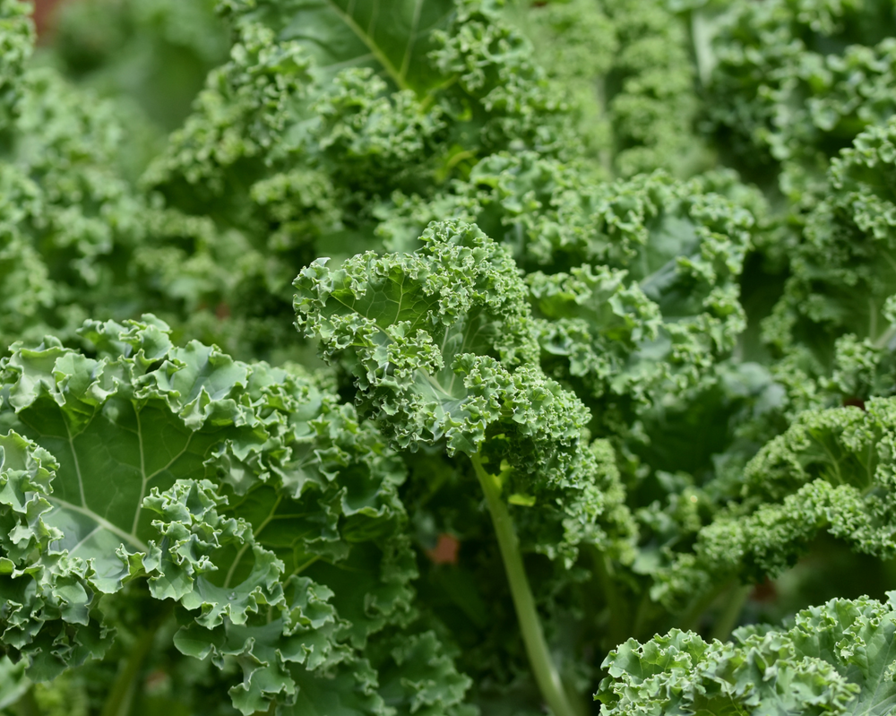 Kale