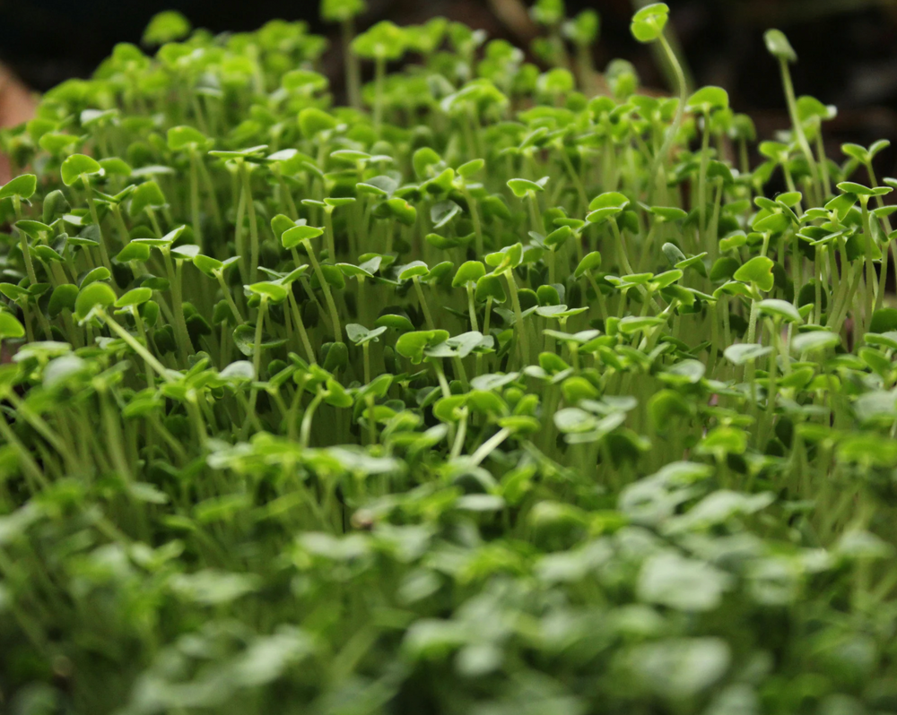 Microgreens