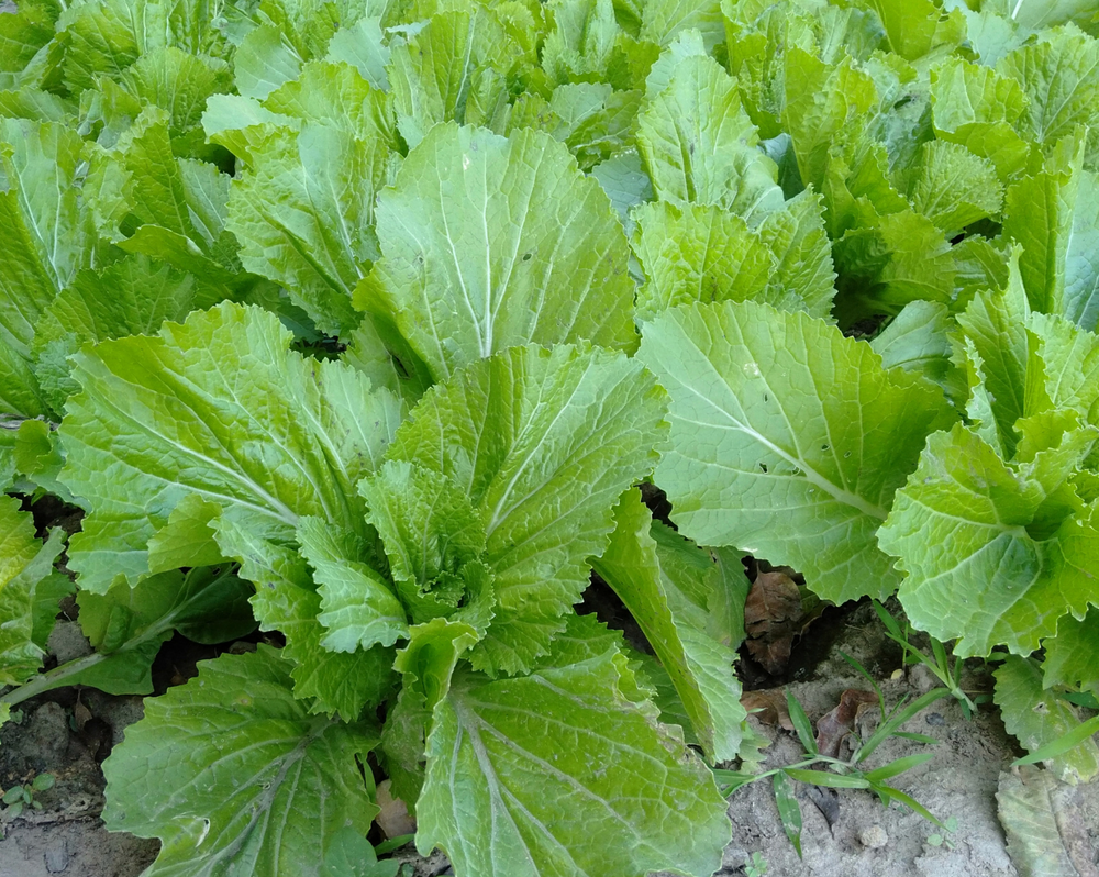 Mustard Greens