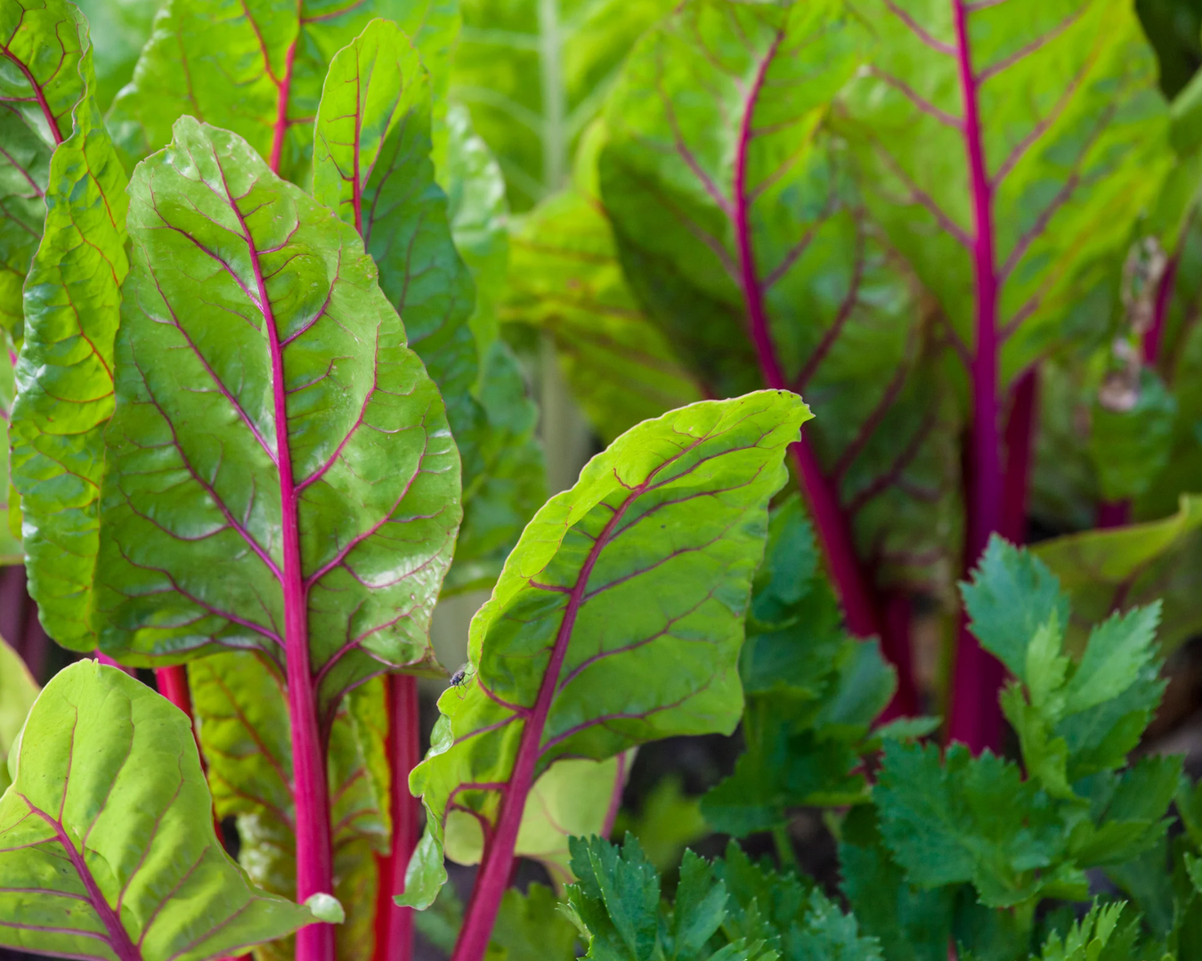 Swiss Chard