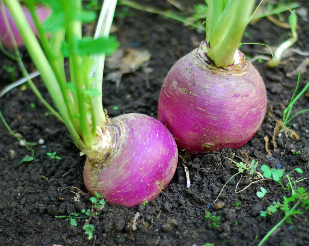 Turnips