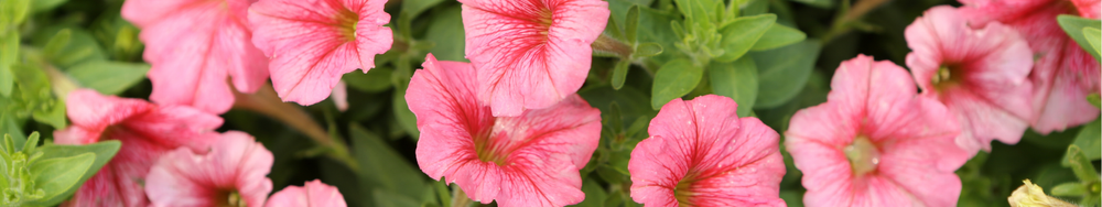 Petunias