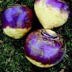 Rutabaga