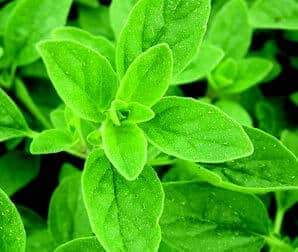 Marjoram