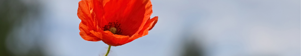 Poppies