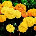 Marigolds