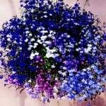 Lobelia