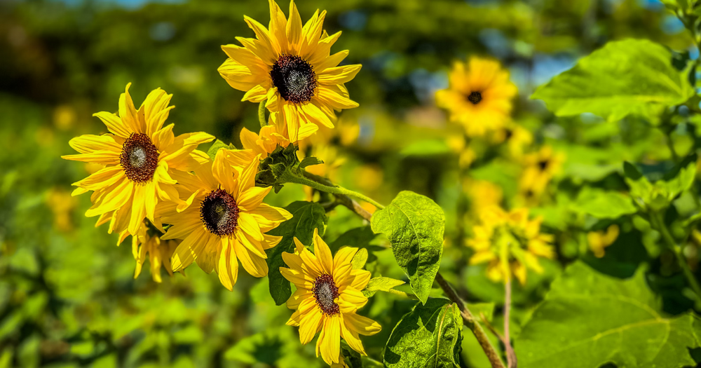 Sunflowers