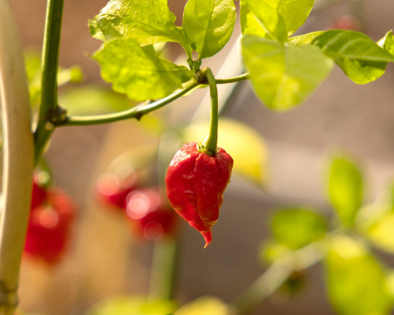 Sauces, Spices & Salsas