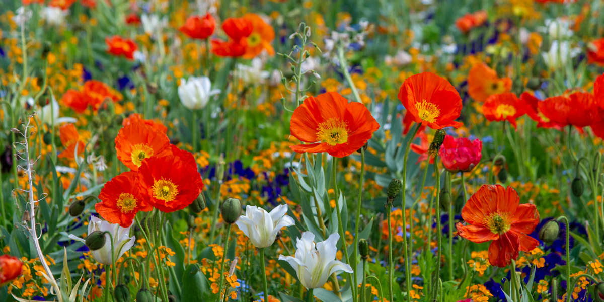 Flowers — Seeds 'n Such