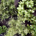 Herbs