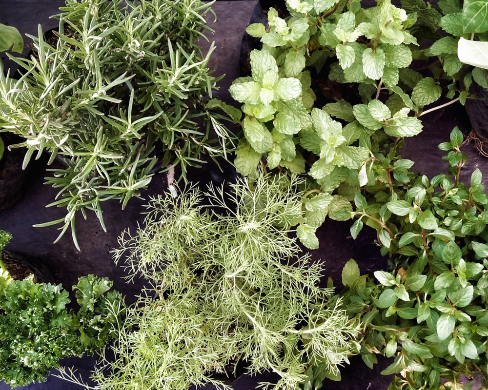 Herbs