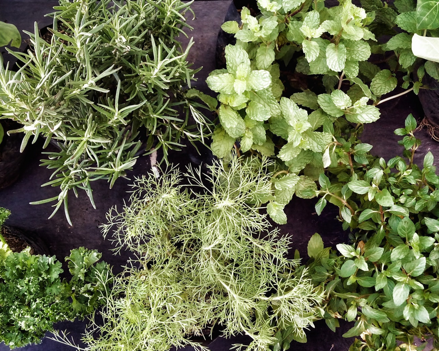 Herbs