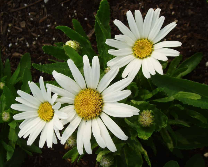 Snow Lady Shasta Daisy Seeds