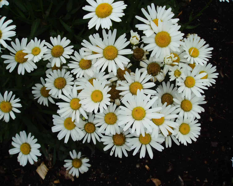 Snow Lady Shasta Daisy Seeds