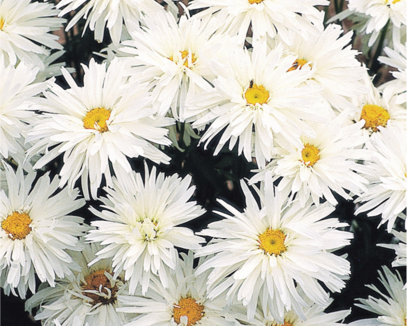 Crazy Daisy Shasta Daisy Seeds